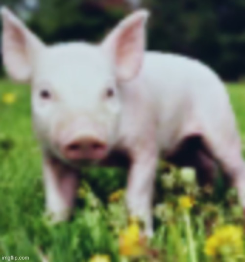 Pig | image tagged in pig | made w/ Imgflip meme maker