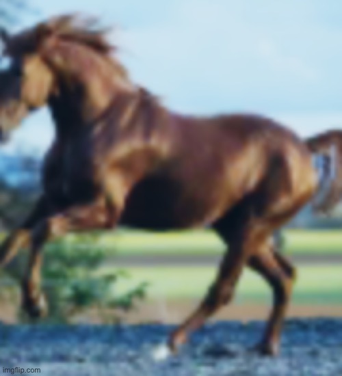 Horse | image tagged in horse | made w/ Imgflip meme maker