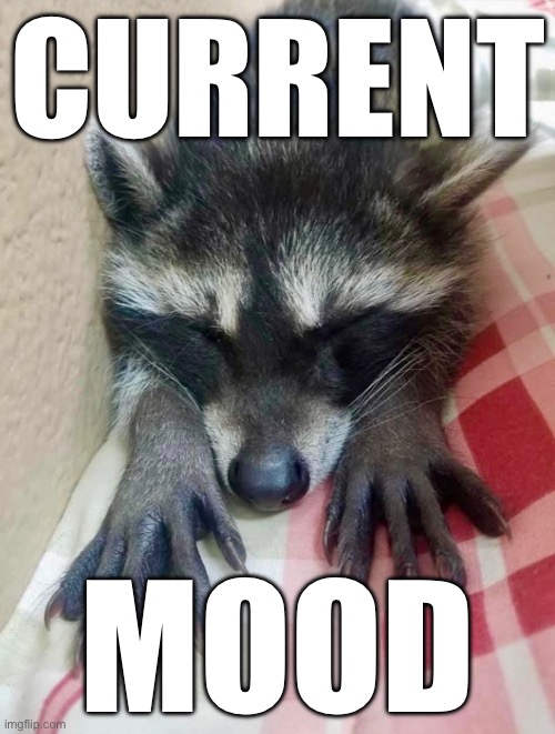 Raccoon Mood | CURRENT; MOOD | image tagged in raccoon,trash,panda,mood,current mood | made w/ Imgflip meme maker