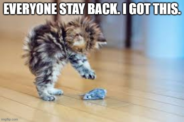 memes by Brad kitten protecting us | EVERYONE STAY BACK. I GOT THIS. | image tagged in cats,funny,funny cat memes,cute kitten,humor | made w/ Imgflip meme maker