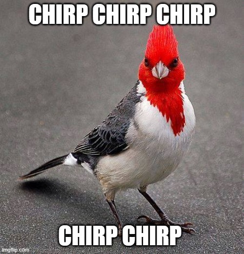 Redhead Bird | CHIRP CHIRP CHIRP; CHIRP CHIRP | image tagged in redhead bird | made w/ Imgflip meme maker