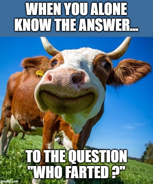 cow | WHEN YOU ALONE KNOW THE ANSWER... TO THE QUESTION "WHO FARTED ?" | image tagged in cow | made w/ Imgflip meme maker