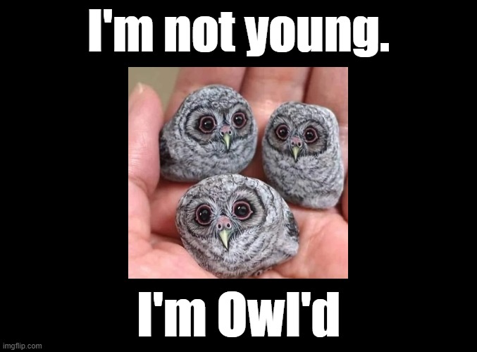 I'm Owl'd | I'm not young. I'm Owl'd | image tagged in blank black,owls,puns | made w/ Imgflip meme maker