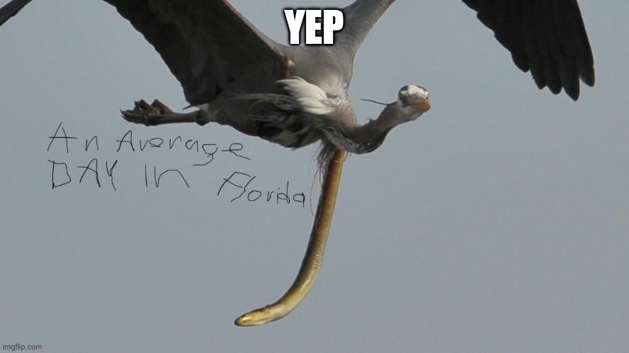 Florida | YEP | image tagged in florida,meanwhile in florida | made w/ Imgflip meme maker