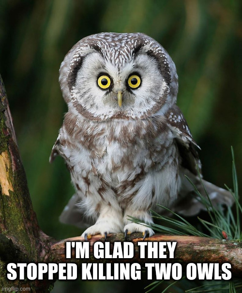 Owl | I'M GLAD THEY STOPPED KILLING TWO OWLS | image tagged in owl | made w/ Imgflip meme maker