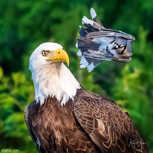 Blue Jay attacking an Eagle for getting too close to it's nest.  Photo credit: Ken Wiele | image tagged in birds,eagles,blue jays,angry birds,perfectly timed photo | made w/ Imgflip meme maker