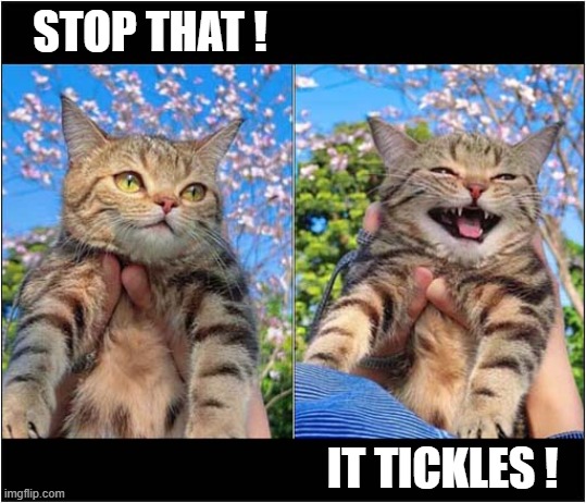 Handling A Cat ! | STOP THAT ! IT TICKLES ! | image tagged in cats,handle,tickles | made w/ Imgflip meme maker