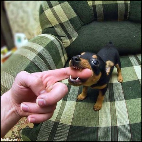 A Vicious Attack ! | image tagged in dog,puppy,finger,attack | made w/ Imgflip meme maker