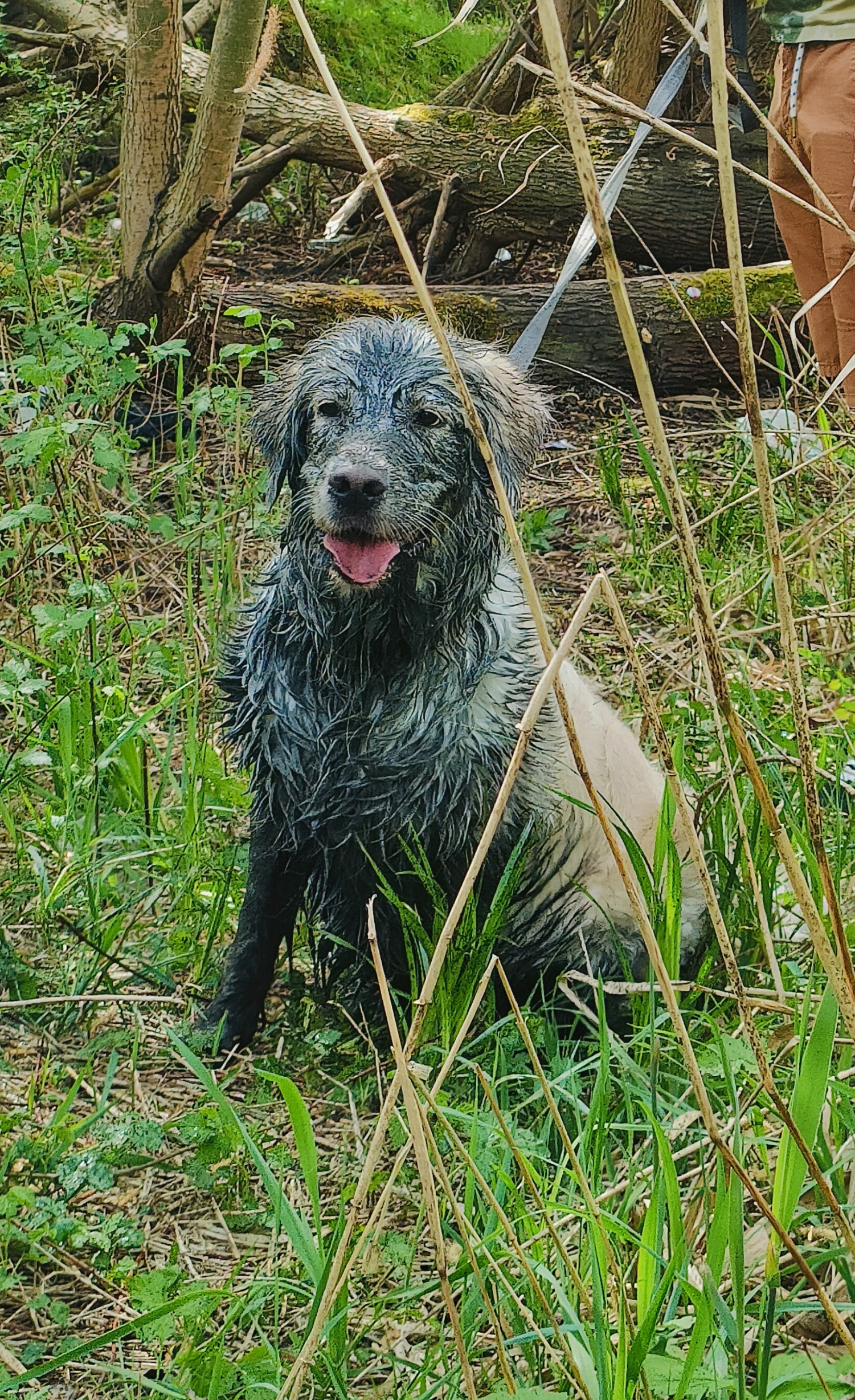 High Quality Muddy Golden Retriever Blank Meme Template