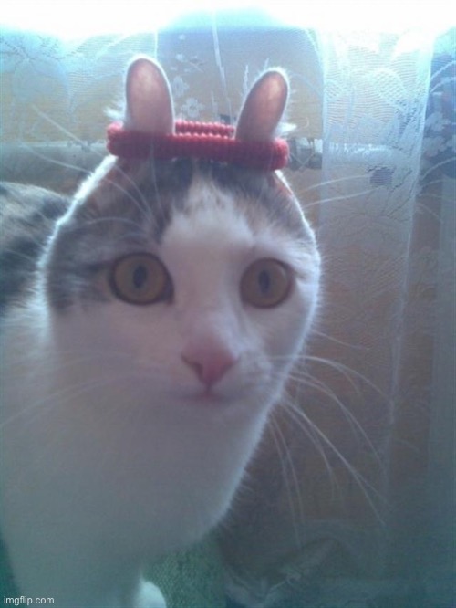 Surprised Scrunchy Cat | image tagged in surprised scrunchy cat | made w/ Imgflip meme maker