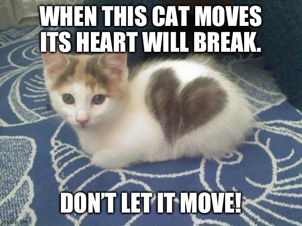 cute cat heart | WHEN THIS CAT MOVES ITS HEART WILL BREAK. DON’T LET IT MOVE! | image tagged in cute cat heart | made w/ Imgflip meme maker