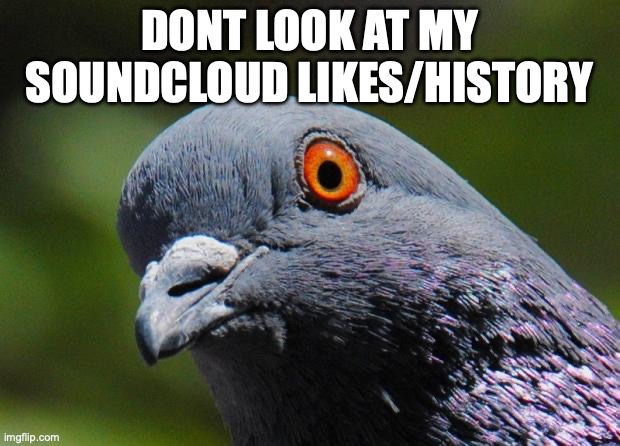 Pigeon | DONT LOOK AT MY SOUNDCLOUD LIKES/HISTORY | image tagged in pigeon | made w/ Imgflip meme maker