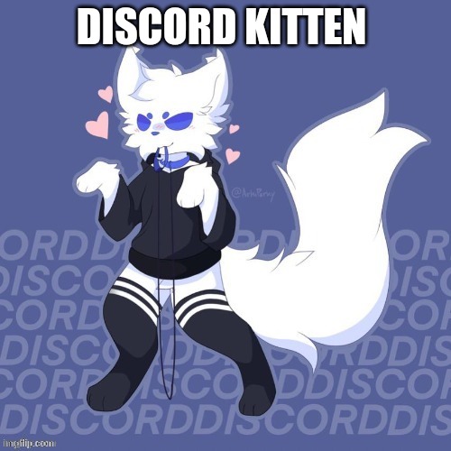 Discord kitten | DISCORD KITTEN | image tagged in discord kitten | made w/ Imgflip meme maker