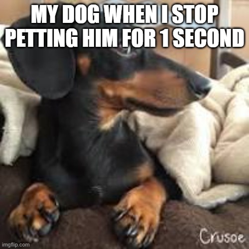 Me when i stop petting my dog for 1 second | MY DOG WHEN I STOP PETTING HIM FOR 1 SECOND | image tagged in weiner dog,side eye | made w/ Imgflip meme maker