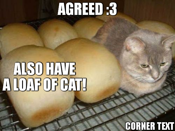 cat loaf | AGREED :3 ALSO HAVE A LOAF OF CAT! CORNER TEXT | image tagged in cat loaf | made w/ Imgflip meme maker