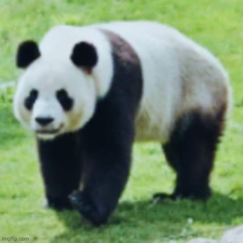 Panda | image tagged in panda | made w/ Imgflip meme maker
