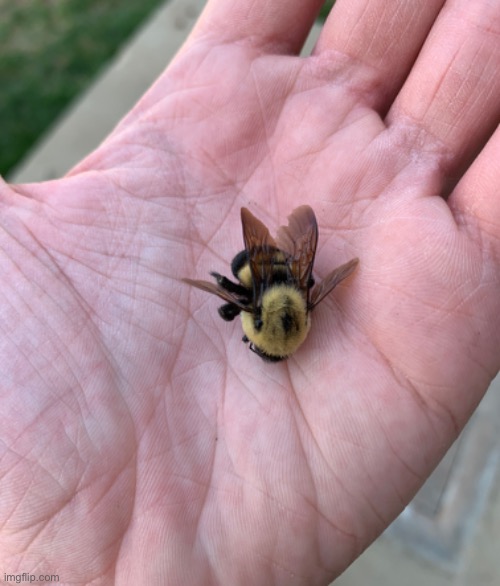 Dead. | made w/ Imgflip meme maker