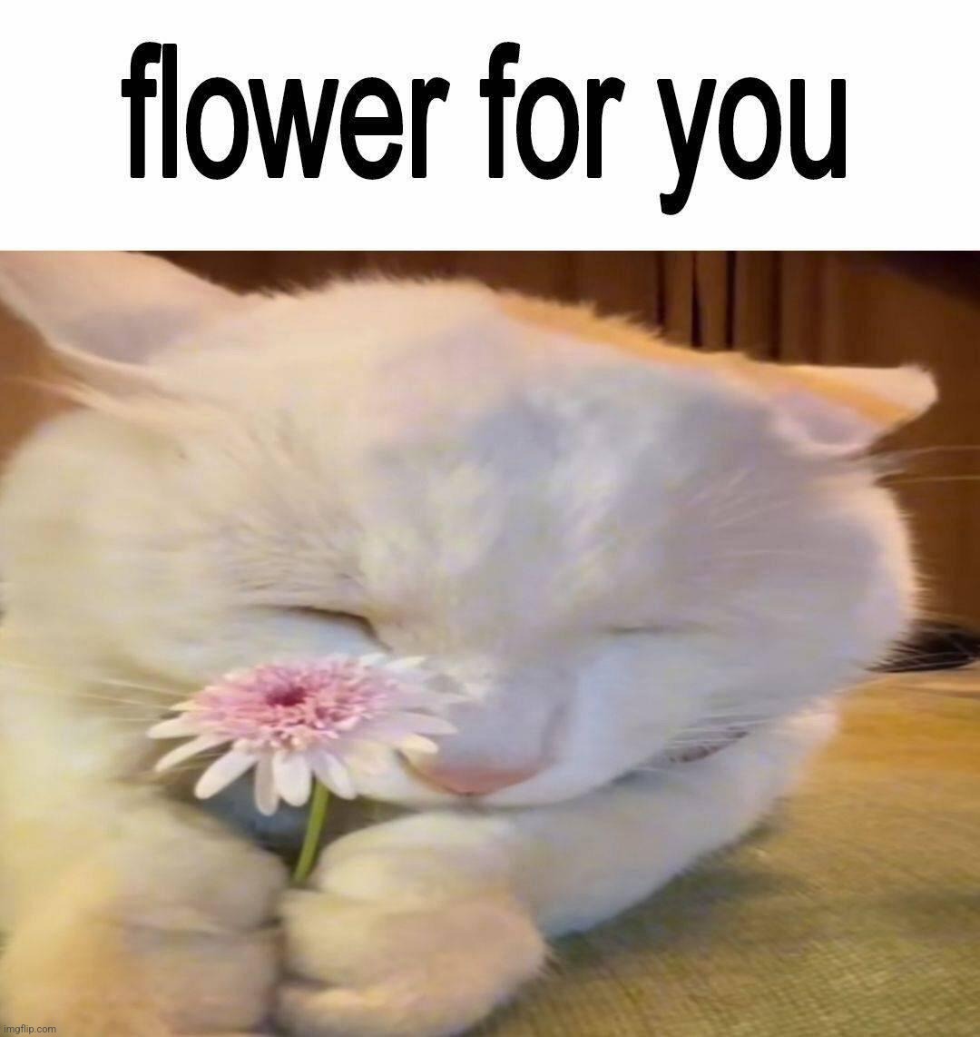 @everyone | made w/ Imgflip meme maker