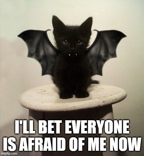 memes by Brad kitten thinks she's scary | I'LL BET EVERYONE IS AFRAID OF ME NOW | image tagged in cats,funny,cute kitten,funny cat memes,humor,kittens | made w/ Imgflip meme maker