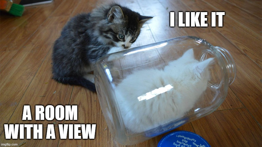 memes by Brad The cat has a room with a view | I LIKE IT; A ROOM WITH A VIEW | image tagged in cats,funny,funny cat memes,cute kittens,humor,kittens | made w/ Imgflip meme maker