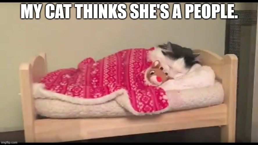 meme by Brad my cat thinks she is human | MY CAT THINKS SHE'S A PEOPLE. | image tagged in cats,funny,funny cat memes,kittens,humor,cute kittens | made w/ Imgflip meme maker