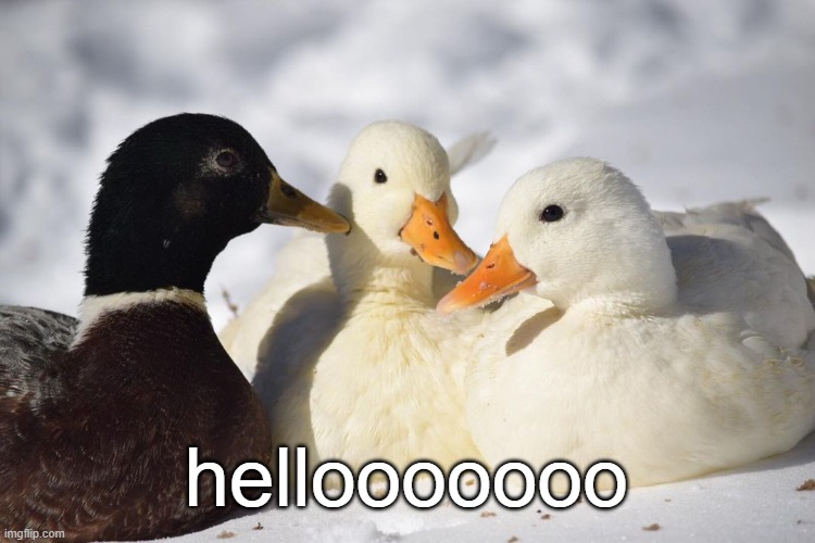 Dunkin Ducks | hellooooooo | image tagged in dunkin ducks | made w/ Imgflip meme maker