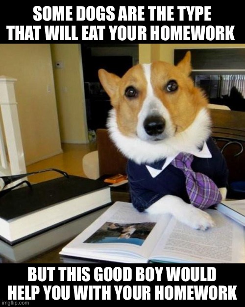 Homework dog | SOME DOGS ARE THE TYPE THAT WILL EAT YOUR HOMEWORK; BUT THIS GOOD BOY WOULD HELP YOU WITH YOUR HOMEWORK | image tagged in lawyer corgi dog,corgi,dog,dogs,homework,school | made w/ Imgflip meme maker