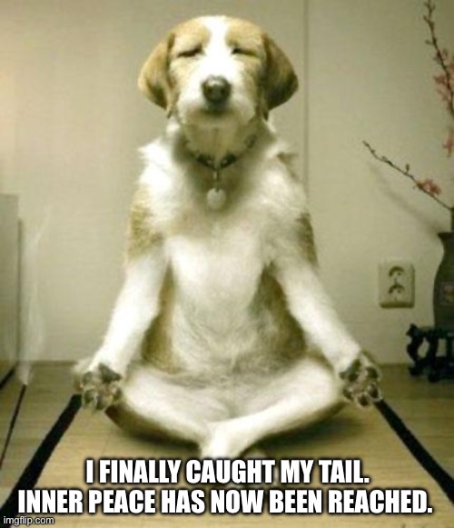 When a dog finally catches it's tail | I FINALLY CAUGHT MY TAIL. INNER PEACE HAS NOW BEEN REACHED. | image tagged in inner peace dog,dog,dogs,finally inner peace,peace,dog memes | made w/ Imgflip meme maker