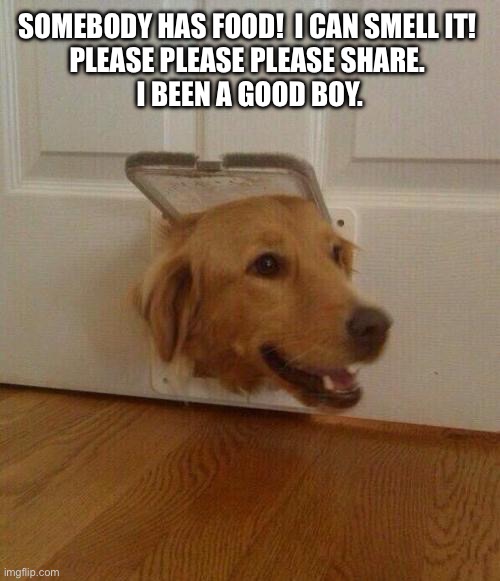 Somebody has food! I can smell it! | SOMEBODY HAS FOOD!  I CAN SMELL IT! 
PLEASE PLEASE PLEASE SHARE. 
I BEEN A GOOD BOY. | image tagged in dog door,dog,dogs,dog memes,food,please share your food | made w/ Imgflip meme maker
