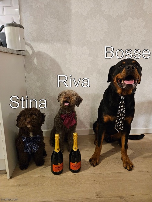 The 3 dogs of my family | Riva; Bosse; Stina | made w/ Imgflip meme maker