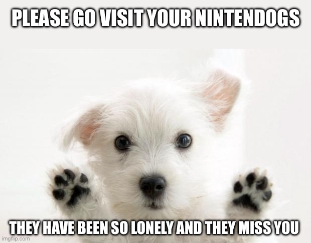 You nintendogs miss you | PLEASE GO VISIT YOUR NINTENDOGS; THEY HAVE BEEN SO LONELY AND THEY MISS YOU | image tagged in cute dog,nintendo,dogs,dog,nintendogs,ds | made w/ Imgflip meme maker