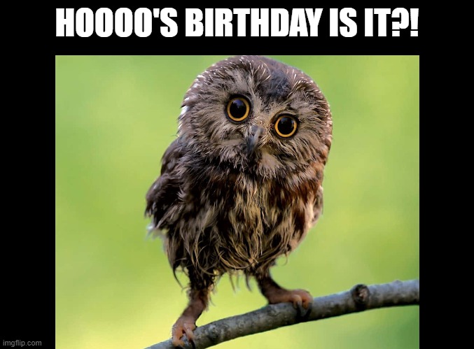 Hooo's Birthday is it? | HOOOO'S BIRTHDAY IS IT?! | image tagged in blank black,owl,birthday,puns | made w/ Imgflip meme maker