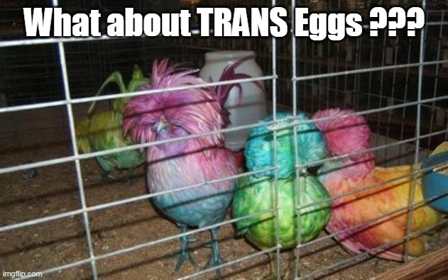 What about TRANS Eggs ??? | made w/ Imgflip meme maker