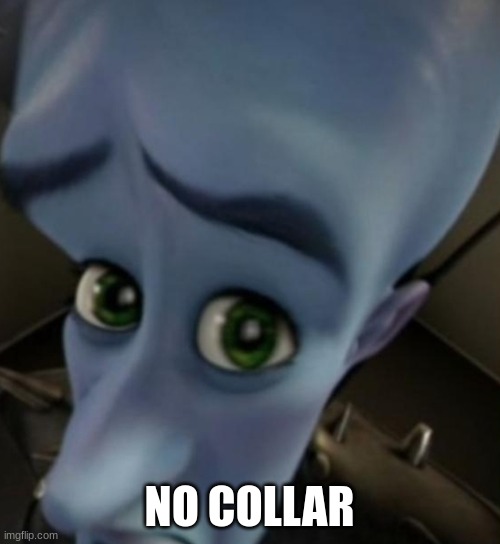 Megamind no bitches | NO COLLAR | image tagged in megamind no bitches | made w/ Imgflip meme maker