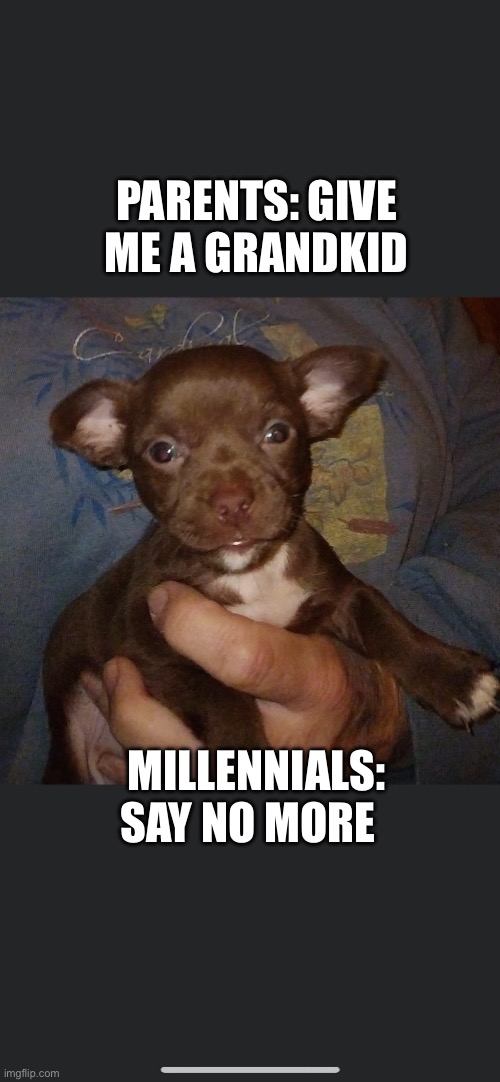 Puppy | PARENTS: GIVE ME A GRANDKID; MILLENNIALS: SAY NO MORE | image tagged in dog memes | made w/ Imgflip meme maker
