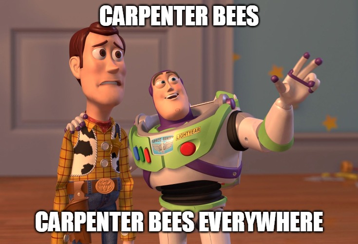 X, X Everywhere Meme | CARPENTER BEES; CARPENTER BEES EVERYWHERE | image tagged in memes,x x everywhere,meme,bees,relatable | made w/ Imgflip meme maker