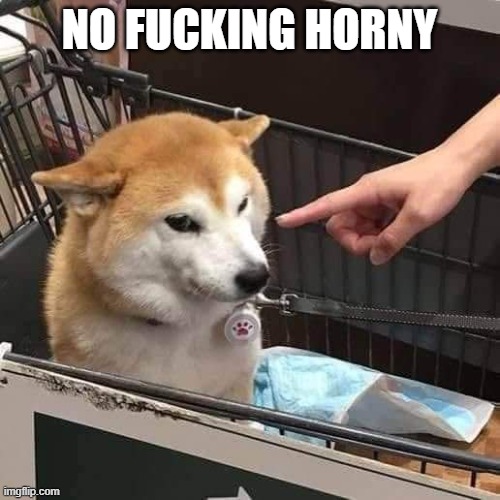 No horny | NO FUCKING HORNY | image tagged in no horny | made w/ Imgflip meme maker