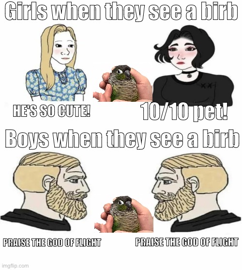 Girls when they see a birb vs Boys when they see a birb | Girls when they see a birb; HE'S SO CUTE! 10/10 pet! Boys when they see a birb; PRAISE THE GOD OF FLIGHT; PRAISE THE GOD OF FLIGHT | image tagged in boys vs girls,birb | made w/ Imgflip meme maker