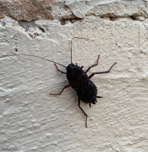 Dumb oriental cockroach | made w/ Imgflip meme maker