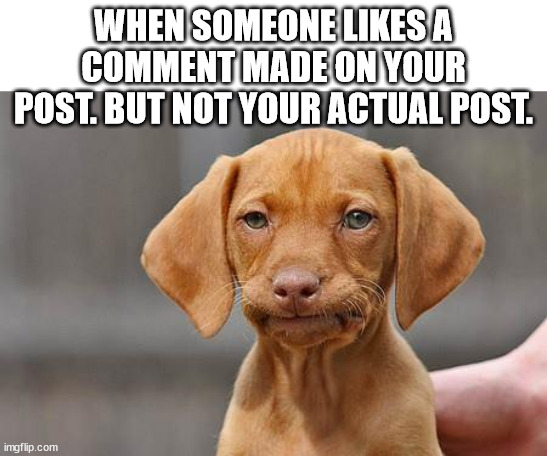Likes the comment, not the post. | WHEN SOMEONE LIKES A COMMENT MADE ON YOUR POST. BUT NOT YOUR ACTUAL POST. | image tagged in dissapointed puppy | made w/ Imgflip meme maker