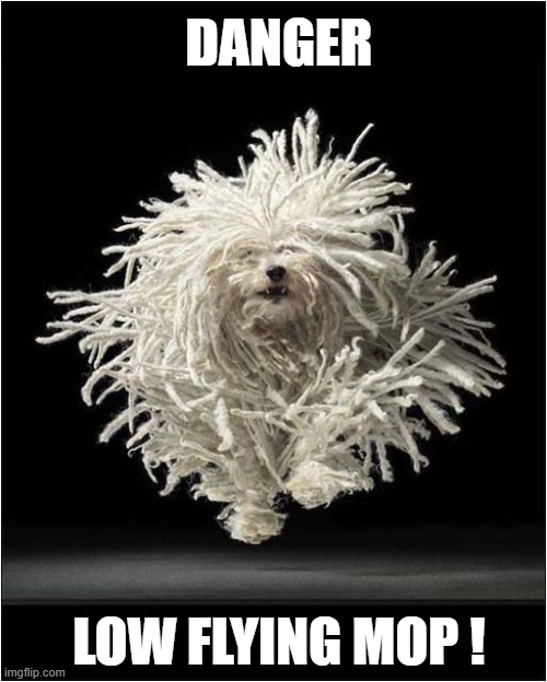 What Is That ? | DANGER; LOW FLYING MOP ! | image tagged in dogs,puli,mop,approach | made w/ Imgflip meme maker
