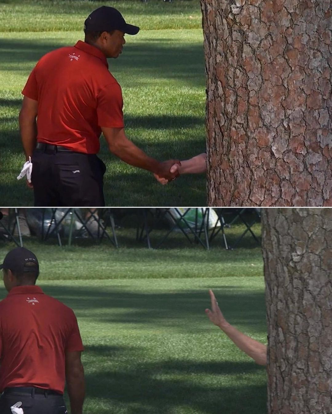 Tiger Woods Meets a Tree Blank Meme Template