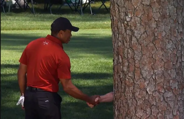 Tiger Shaking Hands With Tree Blank Meme Template