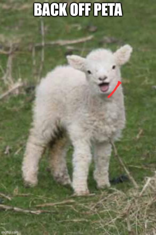 laughing lamb | BACK OFF PETA | image tagged in laughing lamb | made w/ Imgflip meme maker
