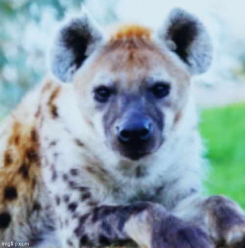 Hyena | image tagged in hyena | made w/ Imgflip meme maker