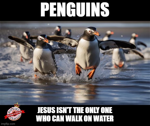 Penguin Messiah | PENGUINS; JESUS ISN'T THE ONLY ONE
WHO CAN WALK ON WATER | image tagged in penguins | made w/ Imgflip meme maker