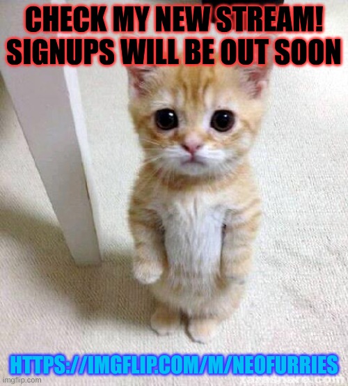 (btw signups for moderators) | CHECK MY NEW STREAM!
SIGNUPS WILL BE OUT SOON; HTTPS://IMGFLIP.COM/M/NEOFURRIES | image tagged in memes,cute cat | made w/ Imgflip meme maker