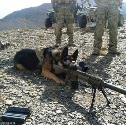 Military dog with gun tripod | image tagged in military dog with gun tripod | made w/ Imgflip meme maker