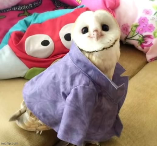 Just enjoy this cute owl. | made w/ Imgflip meme maker