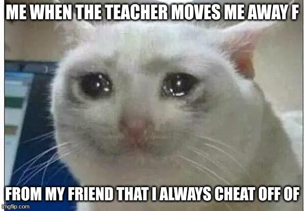 It's True | ME WHEN THE TEACHER MOVES ME AWAY F; FROM MY FRIEND THAT I ALWAYS CHEAT OFF OF | image tagged in crying cat,friends,moving,class | made w/ Imgflip meme maker